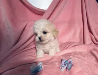 #2, a male Poodle - Toy  for sale in Fontana, CA – Photo 2 of 3