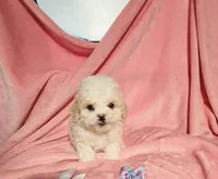 #2, a male Poodle - Toy  for sale in Fontana, CA – Photo 3 of 3