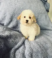 Malti, a male Maltipoo for sale in Fontana, CA – 2 of 3