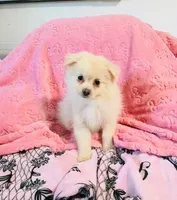 Pom, a female Pomeranian for sale in Fontana, CA – 1 of 2