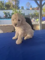 Estrella , a female Poodle - Toy  for sale in Vista, CA – Photo 2 of 4