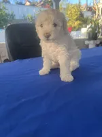 Estrella , a female Poodle - Toy  for sale in Vista, CA – Photo 3 of 4