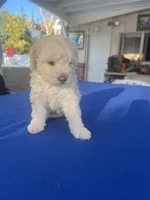 Estrella , a female Poodle - Toy  for sale in Vista, CA – Photo 4 of 4