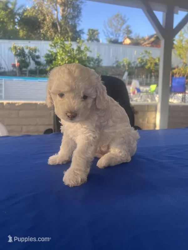 Estrella  – Poodle - Toy  puppy for sale in Vista, CA