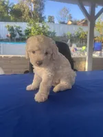 Estrella , a female Poodle - Toy  for sale in Vista, CA – Photo 1 of 4