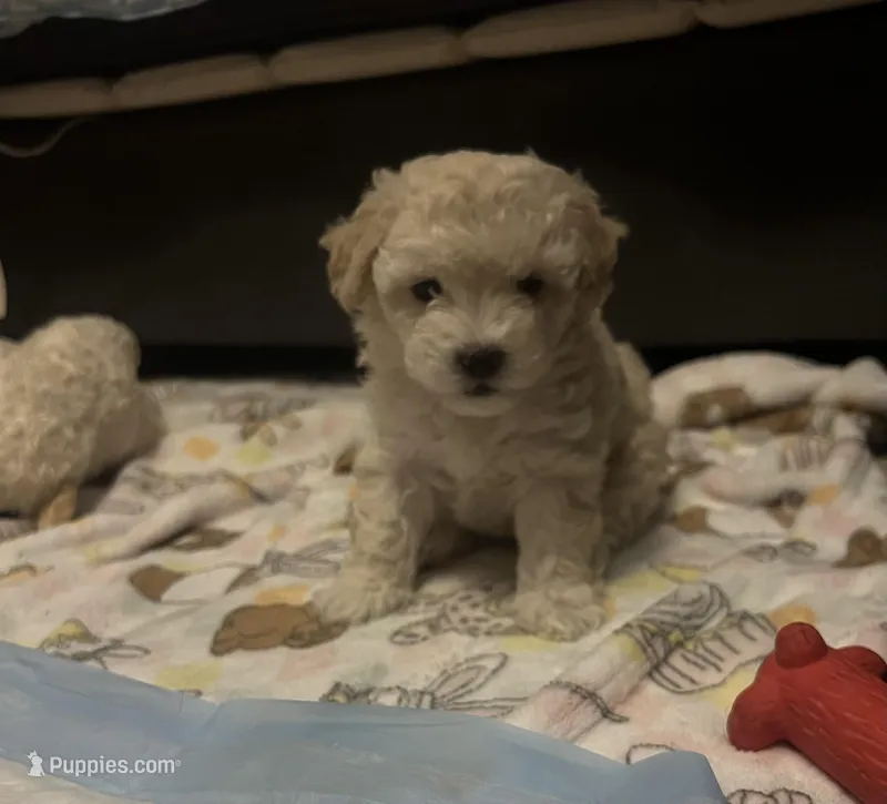 Evy – Maltipoo puppy for sale in Vista, CA