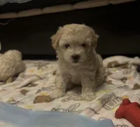 Evy, a male Maltipoo for sale in Vista, CA – Photo 1 of 3