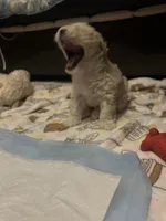 Evy, a male Maltipoo for sale in Vista, CA – Photo 2 of 3