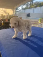 Chiquis, a female Maltipoo for sale in Vista, CA – Photo 4 of 4