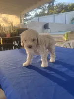 Chiquis, a female Maltipoo for sale in Vista, CA – Photo 2 of 4