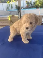 Chiquis, a female Maltipoo for sale in Vista, CA – Photo 3 of 4