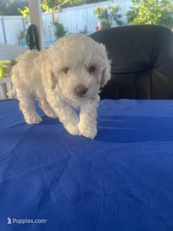 Chiquis – Maltipoo puppy for sale in Vista, CA