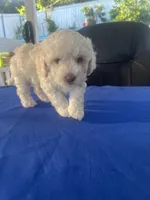 Chiquis, a female Maltipoo for sale in Vista, CA – Photo 1 of 4