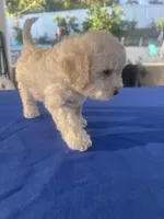 Pulguita, a female Maltipoo for sale in Vista, CA – Photo 3 of 3