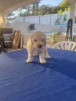 Princess, a female Maltipoo for sale in Vista, CA – Photo 2 of 3