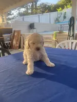 Princess, a female Maltipoo for sale in Vista, CA – Photo 1 of 3