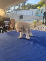 Princess, a female Maltipoo for sale in Vista, CA – Photo 3 of 3