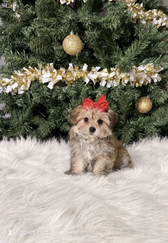 Tinkerbell – Maltipoo puppy for sale in Chicago, IL