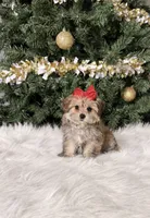 Tinkerbell, a female Maltipoo for sale in Chicago, IL – 1 of 2