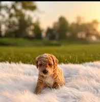 Knox, a male Poodle - Toy  and Miniature Goldendoodle for sale in Chicago, IL – 1 of 1