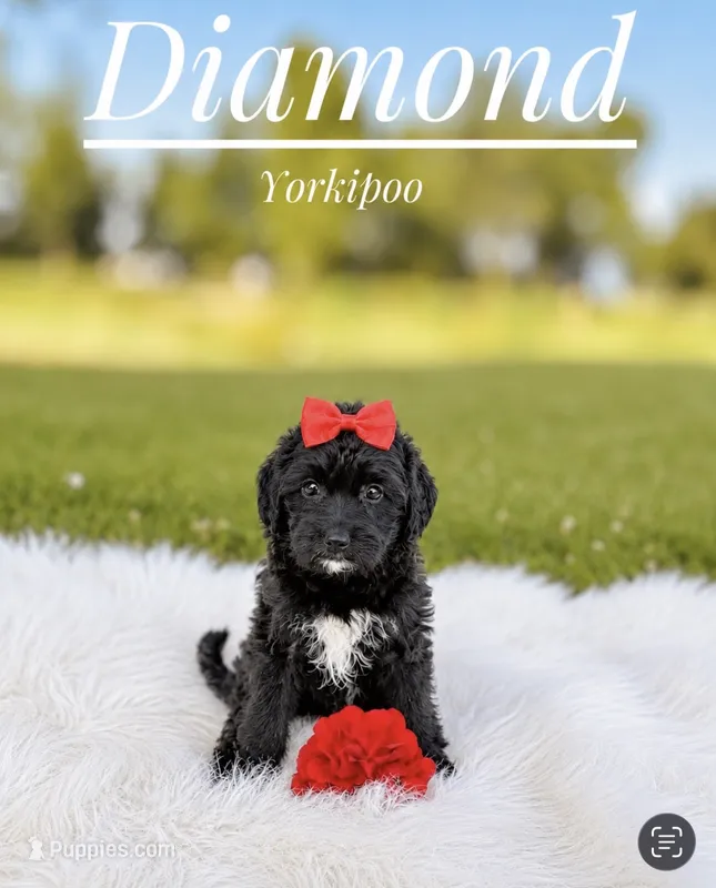Diamond  – Yorkipoo puppy for sale in Chicago, IL