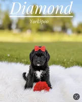 Diamond , a female Yorkipoo for sale in Chicago, IL – 1 of 2