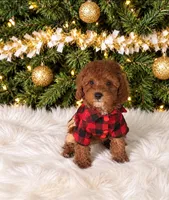 Armani, a male Maltipoo for sale in Chicago, IL – 1 of 1