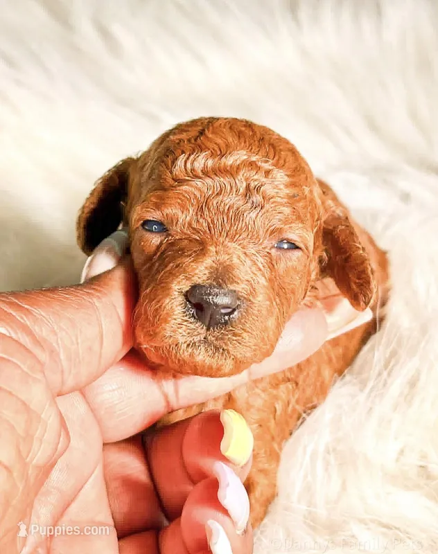 Duchess, a female Poodle - Miniature  for sale in Chicago, IL – Photo 1 of 2