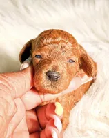 Duchess, a female Poodle - Miniature  for sale in Chicago, IL – Photo 1 of 2