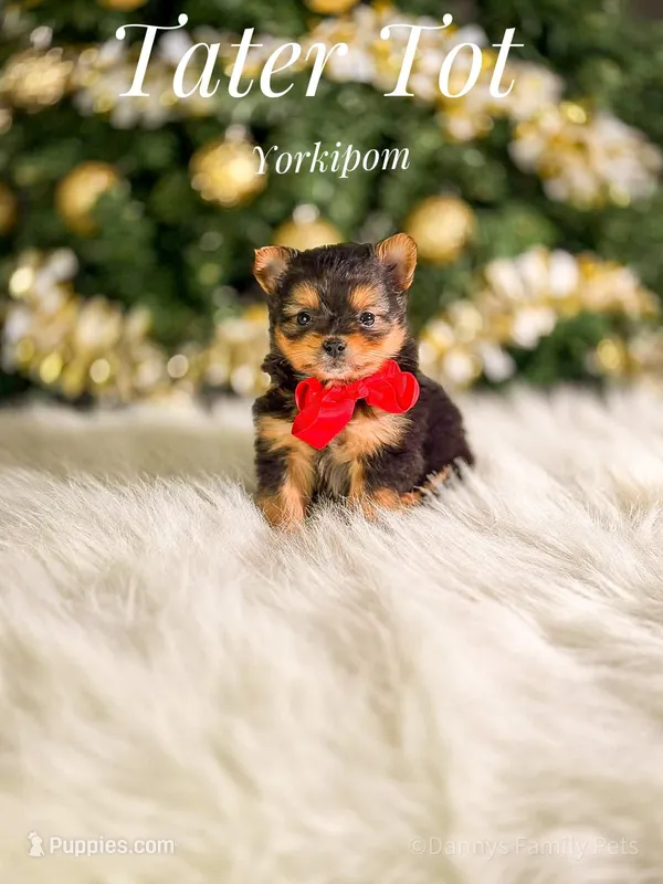 Tater Tot – Pomeranian, Yorkshire Terrier puppy for sale in Chicago, IL