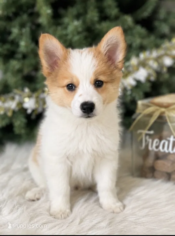 Laila – Pomsky puppy for sale in Chicago, IL
