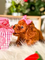 Sugar Plum, a female Poodle - Miniature  for sale in Chicago, IL – 2 of 2