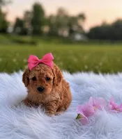 Luna, a female Miniature Goldendoodle for sale in Chicago, IL – 1 of 1