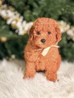 Armani , a male Poodle - Toy  and Miniature Goldendoodle for sale in Chicago, IL – 1 of 2