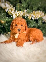Armani , a male Poodle - Toy  and Miniature Goldendoodle for sale in Chicago, IL – 2 of 2