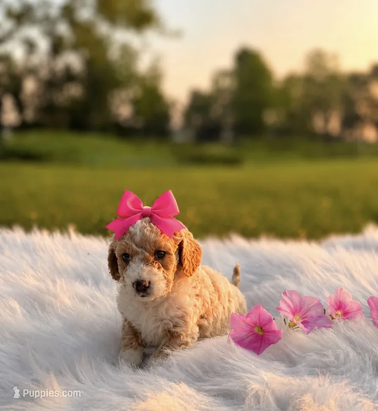 Fendi – Poodle - Toy , Miniature Goldendoodle puppy for sale in Chicago, IL