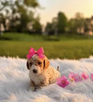 Fendi, a female Poodle - Toy  and Miniature Goldendoodle for sale in Chicago, IL – 1 of 1