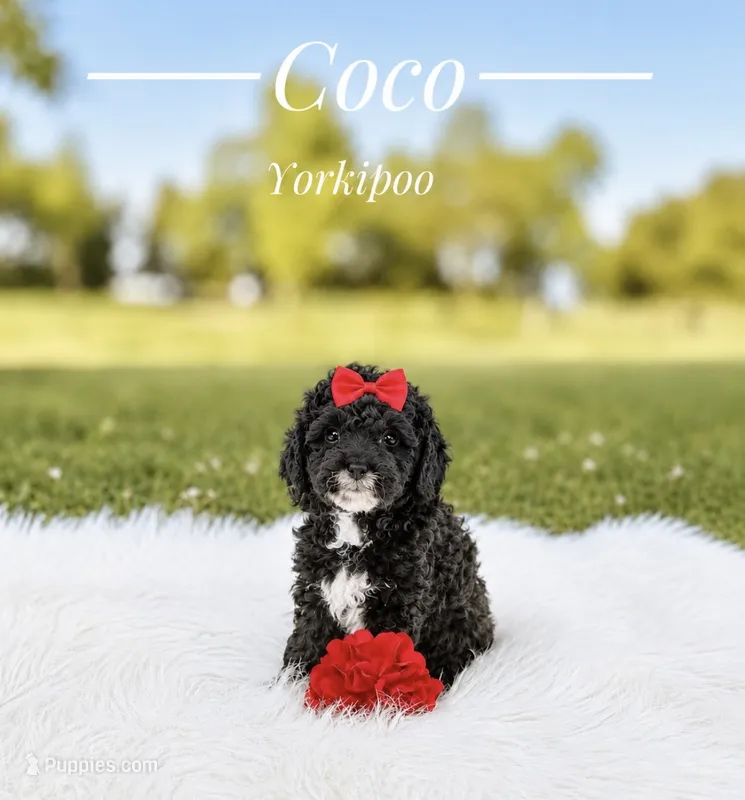 Coco  – Yorkipoo puppy for sale in Chicago, IL
