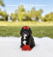 Coco , a female Yorkipoo for sale in Chicago, IL – 1 of 2