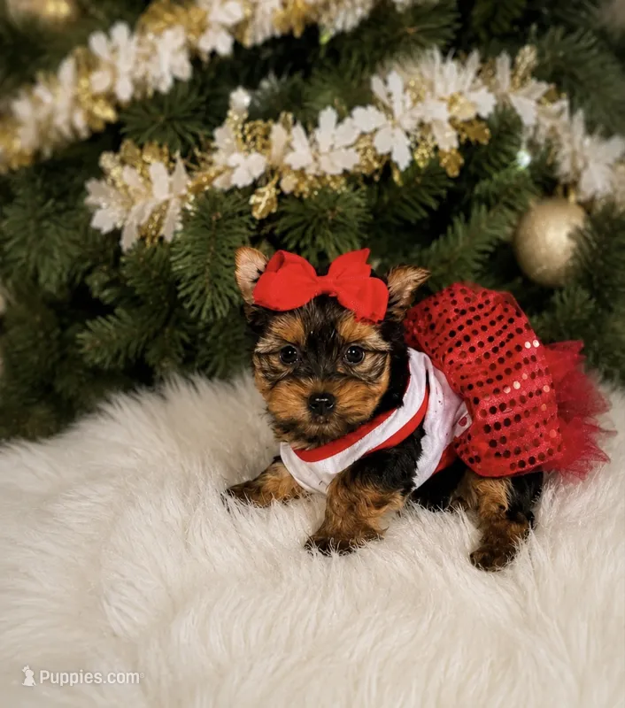 Cherry – Yorkshire Terrier puppy for sale in Chicago, IL