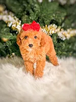 Capri, a female Poodle - Toy  and Miniature Goldendoodle for sale in Chicago, IL – 1 of 2