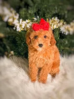 Capri, a female Poodle - Toy  and Miniature Goldendoodle for sale in Chicago, IL – 2 of 2