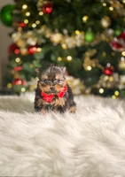 Button, a male Yorkshire Terrier for sale in Chicago, IL – Photo 1 of 2