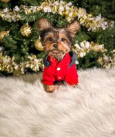 Button, a male Yorkshire Terrier for sale in Chicago, IL – Photo 3 of 3