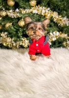 Button, a male Yorkshire Terrier for sale in Chicago, IL – Photo 1 of 3