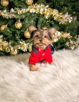 Button, a male Yorkshire Terrier for sale in Chicago, IL – Photo 2 of 3