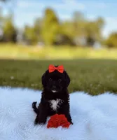 Diamond , a female Yorkipoo for sale in Chicago, IL – 1 of 1