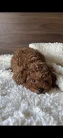 Cooper, a male Poodle - Toy  for sale in Chicago, IL – 4 of 4