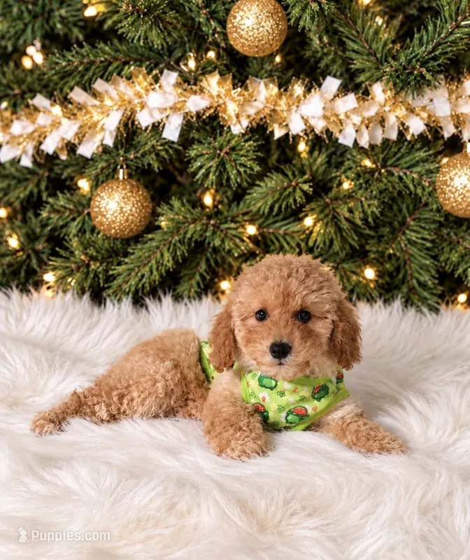 Nico – Maltipoo puppy for sale in Chicago, IL