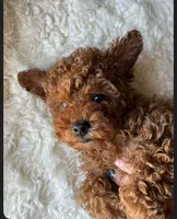Cooper, a male Poodle - Toy  for sale in Chicago, IL – 3 of 4